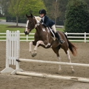 Connie Wilson Performance Horses - Horse Training