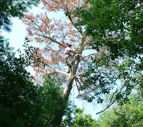 Schnelloggers Tree Service