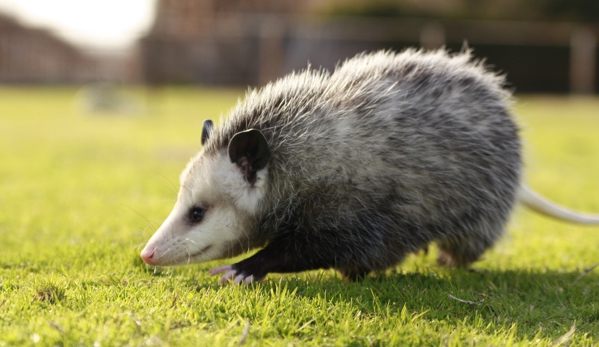 Trapper John Rodent & Animal Specialist - Boca Raton, FL