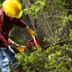 Shoreham Tree Service