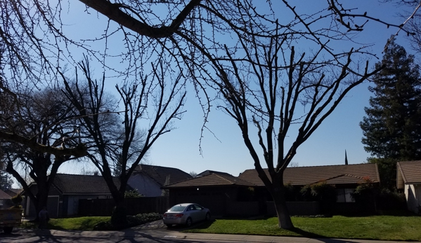 John N Eddie's Tree Care - Stockton, CA