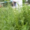 Brown's Integrated Pest Management gallery