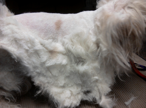 Born To Be Styled Pet Grooming Training - Abbottstown, PA. Matted Coat