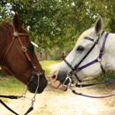 Southern Skies Ranch - Horse Stables