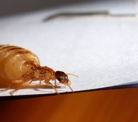 Systems Pest Management Pty Ltd - Thornleigh, NSW