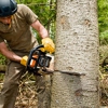 TREE CARE SERVICES gallery
