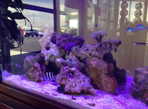 Blue Reef Aquarium maintenance set up and design - Caldwell, ID