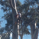 Pope Valley Tree LLC - Tree Service