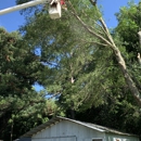 HLA Lawn & Tree Service - Tree Service