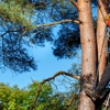 John Egart's Tree Service gallery