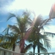 Coquina on the Beach