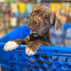 Petsense by Tractor Supply gallery