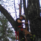 Arborist Masters Professional Tree Service