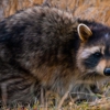 Huntsville Pest Animal Trapping gallery