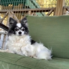 Circle Lake Ranch Pet Resort gallery