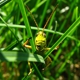 The-GrassHopper.Net Lawn Care