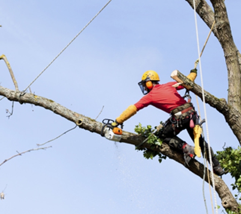 Ax Men Tree Service LLC - Darien Center, NY