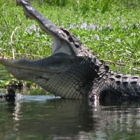 Cajun Country Swamp Tours