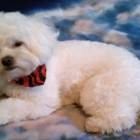 Sophisti-Dog Grooming