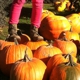 Paulson's Pumpkin Patch Inc