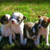 My Heavenly Puppies & Online Boutique gallery