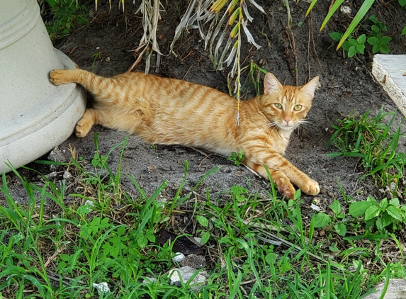 Margate Animal Hospital - Margate, FL