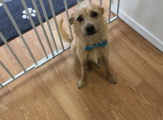 Grooming Tails - Mamaroneck, NY. Baxter Waiting for mommy ����