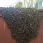 AA-Beekeeper | Live Bee Removal & Relocation