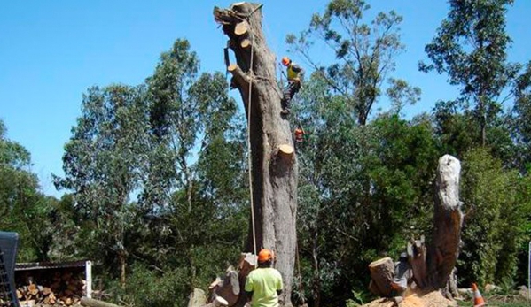Drouin Tree Services - Drouin, VIC