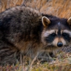 The Wildlife Professionals gallery