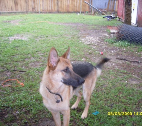 MaPetite Kennels and Training - Cleveland, MS