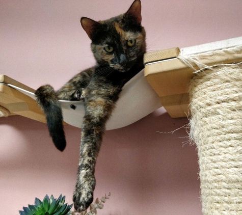 Tally Cat Cafe - Tallahassee, FL