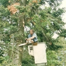 Timber Tree Service - Tree Service