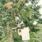 Timber Tree Service