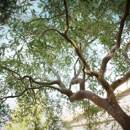 Casper Canopy Tree Care - Tree Service