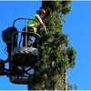 Bob's Tree Service gallery