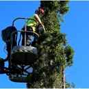 Bob's Tree Service - Tree Service