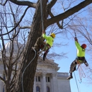 Boley Tree & Landscape Care Inc - Stump Removal & Grinding