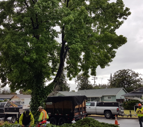 S&J Landscaping Tree Division - San Jose, CA