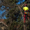 Premier Stump Grinding - Tree Service