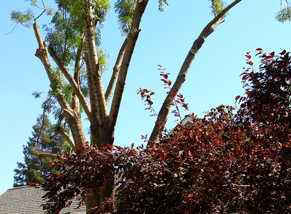 E and J Sanchez Tree Service - Fresno, CA. Palm and Tree Trimming, Pruning & Removal. Call us for a free quote!