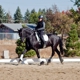 Schmidt Dressage