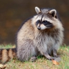 Honorable Rodent Solution gallery