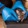 Beyond Pest Management gallery