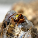 Accurase Termite & Pest Control - Pest Control Equipment & Supplies