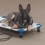 Blue Line K-9 Training