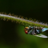 Flexible Pest Services gallery