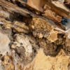Altair Termite & Pest Control Inc gallery