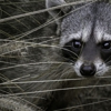 ATCO Wildlife gallery