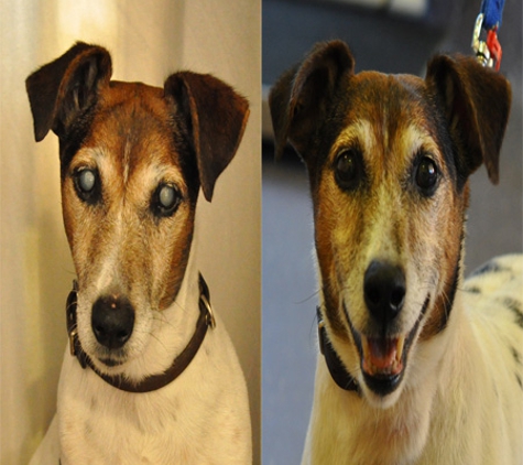 Veterinary Ophthalmic Referrals - Plympton, SA